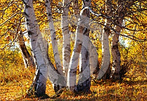 The silver birch