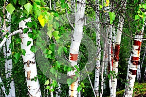 Silver birch