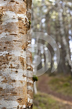 Silver Birch at Abernethy forest in the Cairngorms National Park of Scotland