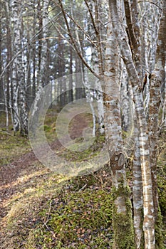 Silver Birch at Abernethy forest in the Cairngorms National Park of Scotland