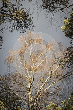 Silver Birch at Abernethy forest in the Cairngorms National Park of Scotland