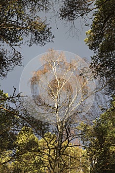 Silver Birch at Abernethy forest in the Cairngorms National Park of Scotland