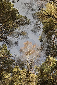 Silver Birch at Abernethy forest in the Cairngorms National Park of Scotland