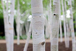 Silver birch Betula pendula tree forest. Dreamy image of white