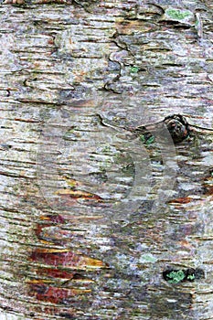Bark on silver birch tree trunk