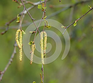 Silver birch catkin.