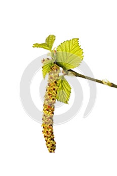 Silver birch catkin
