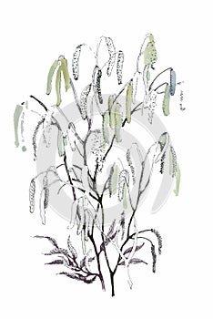 Silver birch catkin isolated on a white background