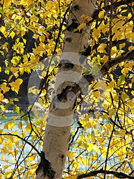 Silver birch in fall