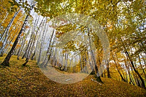 Silver birch forest in autumn