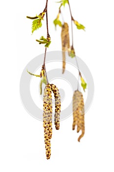 Silver birch isolated