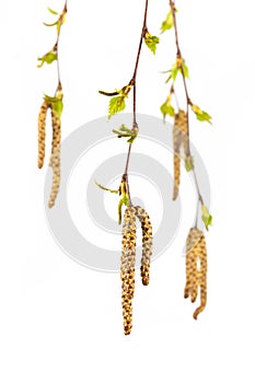 Silver birch isolated