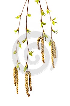 Silver birch isolated