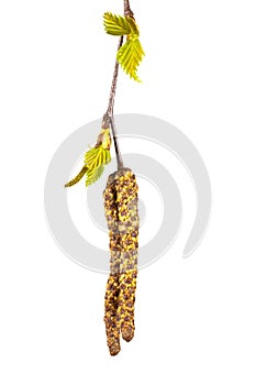 Silver birch isolated
