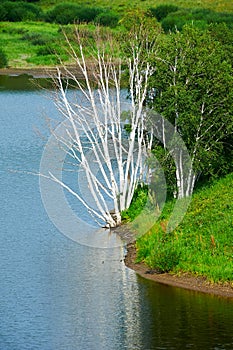 The silver birch and lake water