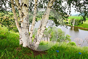 The silver birch lakeside