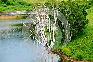The silver birch on the lakeside