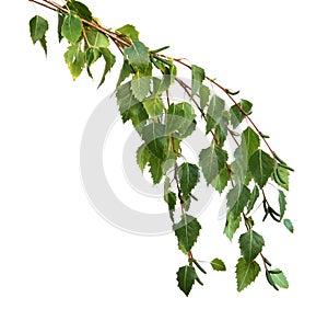 Silver Birch Leaves