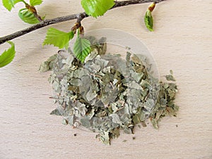 Silver Birch leaves, Betulae folium