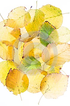 Silver birch leaves taken on a lightbox