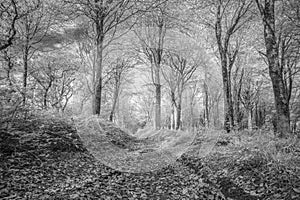 Silver birch leaves taken on a lightbox