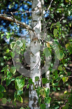 Silver birch leaves and twigs
