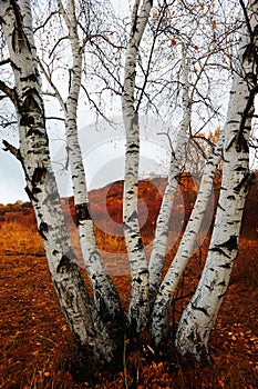 Silver birch on the meadows