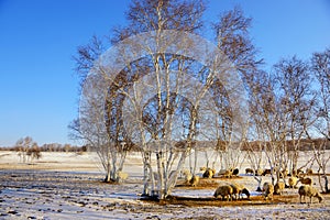 Silver birch and the sheep in winter