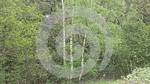 Silver Birch in Spring Time 2 Bnwyfre, breath of life