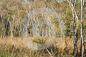 Silver Birch Stand