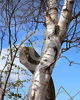 Silver birch, tall, set against blue skies, close up.