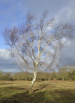 Silver Birch Tree