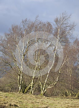 Silver Birch Tree