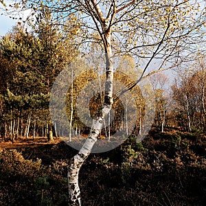 Silver birch tree/Betula Pendula glowing in the afternoon light Skipwith Common East Yorkshire England