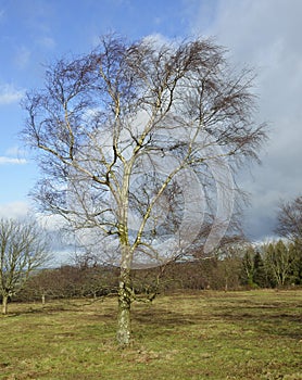 Silver Birch Tree
