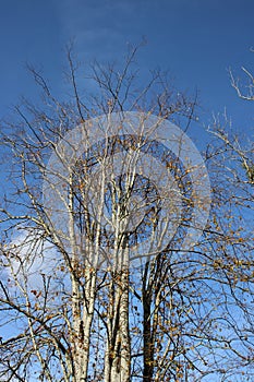 Silver birch tree with few leaves in Autumn