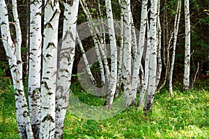 The silver birch tree trunks