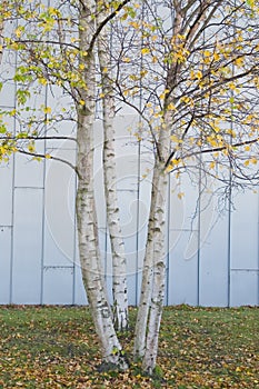 Silver Birch trees during autumn loosing leaves