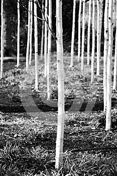 Silver birch trees in black and white.