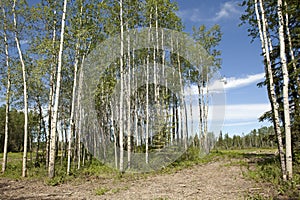 Silver birch trees in Canada