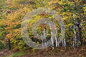 Silver Birch trees in the forest during autumn time