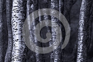 Silver birch trees monochromatic image