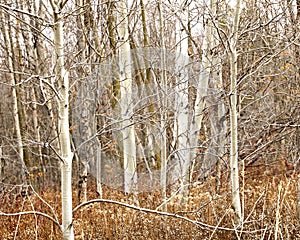 Silver Birch trees, Overcast Day