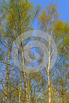 Silver birch trees in the sunshine