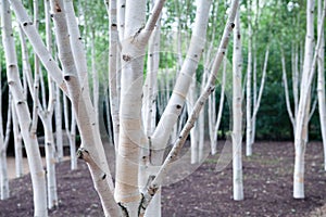 Silver birch trees. White woodland. Magical forest.