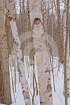 Silver birch treetrunks forest detail - Betula pendula photo