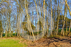 Silver birch tress in sunshine