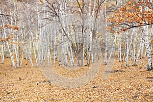 Silver birch in the wild