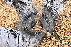 Silver birch in the wild