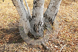Silver birch in the wild
